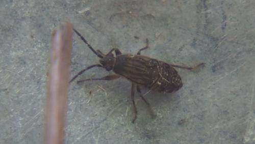 Peritrechus sp.